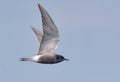 Adult Black tern flying in blue sky with spreaded wings Royalty Free Stock Photo