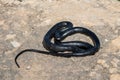 Black western whip snake, Hierophis viridiflavus, basking in the sun on a rocky cliff in Malta Royalty Free Stock Photo