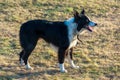 Adult black and white Border Collie herding dog with an open mouth stands on dry grass. Side view Royalty Free Stock Photo