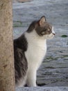 Adult black and white cat sitting on the road Royalty Free Stock Photo