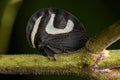 Adult Black and white Treehopper