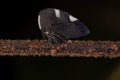 Adult Black-and-white Treehopper