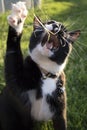 Adult Black and White Tuxedo Domestic Short Hair Cat Playing with Toy with Mouth Open Royalty Free Stock Photo