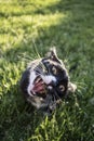 Adult Black and White Tuxedo Domestic Short Hair Cat Playing with Toy with Mouth Open Royalty Free Stock Photo