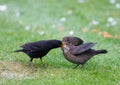 Adult Blackbird feeding a fledgeling on the ground. Royalty Free Stock Photo