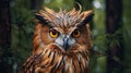 Adult Blakiston's Fish Owl (Bubo blakistoni) perched during daytime