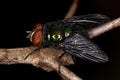 Adult Blow Fly