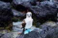 Adult blue-footed booby perched on rock staring intently with red painted ghost crabs in soft focus Royalty Free Stock Photo