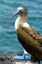 Adult Blue-footed Booby on a rock by the sea, Galapagos