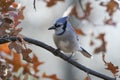 Adult blue jay cyanocitta cristata