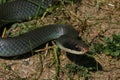 Blue Racer (Coluber constrictor foxii) Royalty Free Stock Photo