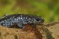 Adult blue-spotted salamander Ambystoma laterale on a wooden log in a natural environment Royalty Free Stock Photo