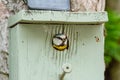 Adult Blue Tit bird seen just about to fly out of her nest box, attached to a garden tree.