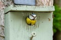Adult Blue Tit bird seen just about to fly out of her nest box, attached to a garden tree. Royalty Free Stock Photo