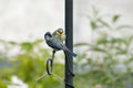 An adult blue tit (Cyanistes caeruleus) with one of its young on a bird feeder Royalty Free Stock Photo