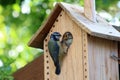 Adult blue tit, parus caeruleus, feeding young