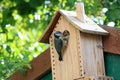 Adult blue tit, parus caeruleus, feeding young