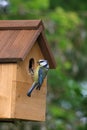 Adult blue tit, parus caeruleus, at nest box