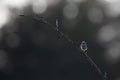 An adult blue tit singing loud and proud on a branch. Royalty Free Stock Photo