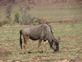 Adult Blue Wildbeest Royalty Free Stock Photo