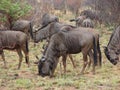 Adult Blue Wildbeest herd Royalty Free Stock Photo