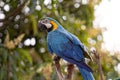 Adult Blue-and-yellow Macaw