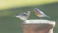 Adult bluebird preparing to feed juvenile bluebird