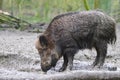 Adult boar sniffing the dirty ground at a farm