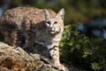 Adult Bobcat Royalty Free Stock Photo