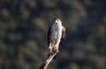 adult Bonelli eagle watches from his innkeeper Royalty Free Stock Photo