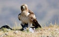 adult booted eagle with a prey in the field Royalty Free Stock Photo