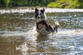 Border colie dog in the river Royalty Free Stock Photo