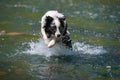 Border colie dog in the river Royalty Free Stock Photo