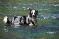 Border colie dog in the river Royalty Free Stock Photo