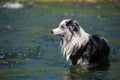 Border colie dog in the river Royalty Free Stock Photo