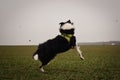 Adult border collie is cathing clay on the field.