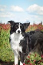 Standing border collie in crimson clover.