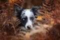 Border collie in the forest behind fern