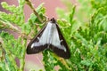 Adult box tree moth Cydalima perspectalis Royalty Free Stock Photo