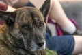 adult boxer husky mix resting on a couch Royalty Free Stock Photo