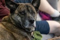 adult boxer husky mix resting on a couch Royalty Free Stock Photo