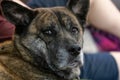 adult boxer husky mix resting on a couch Royalty Free Stock Photo