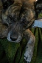 adult boxer husky mix resting on a couch Royalty Free Stock Photo