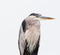 Adult breeding great blue heron against a gray background. Royalty Free Stock Photo