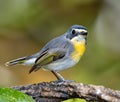 Northern Parula (Parula americana americana)