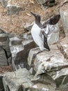 Adult Bridled Common Murre