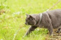 Adult british shorthair cat hunting in the grass Royalty Free Stock Photo