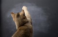 Adult British Straight cat stands with his back and raised his front paw up Royalty Free Stock Photo