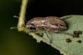 Adult Broad-nosed Weevil Royalty Free Stock Photo