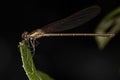 Adult Broad-winged Damselfly Royalty Free Stock Photo